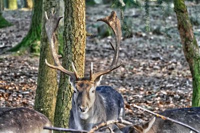 Deer by tree