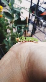 Close-up of cropped hand holding plant