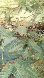 High angle view of plants in lake