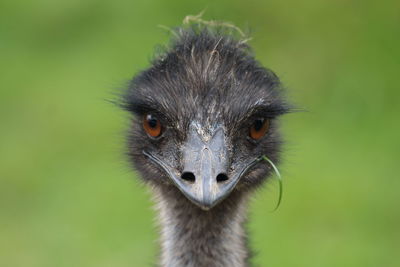 Close-up of ostrich looking at camera