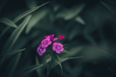 Close-up of pink flowering plant