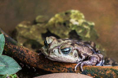 Close-up of frog