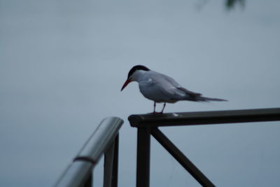 Low angle view of birds perching on tree