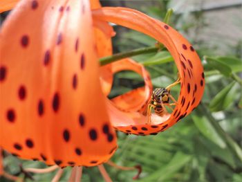 Close-up of ladybug on plant