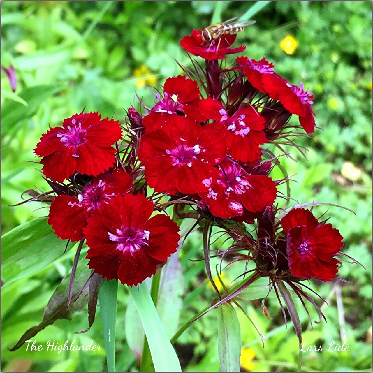 flower, freshness, red, growth, petal, fragility, flower head, focus on foreground, beauty in nature, close-up, plant, blooming, nature, pollen, in bloom, park - man made space, bud, day, leaf, green color