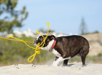 Dog pulling rope on sand
