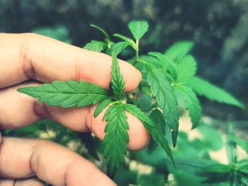 Close-up of hand holding plant