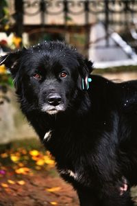 Portrait of black dog