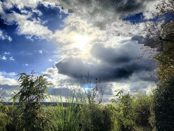 Panoramic shot of trees on land against sky