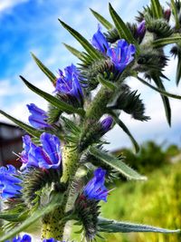 Close-up of purple flowers