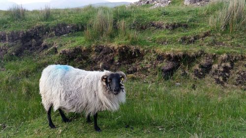 Sheep standing in a field