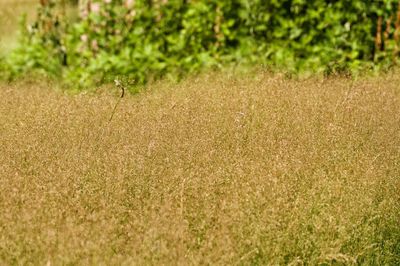 Full frame shot of crops on field