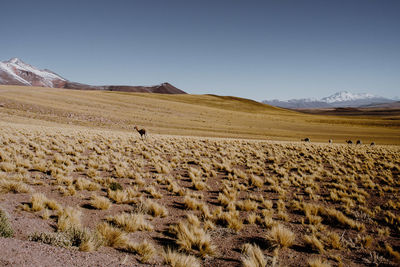 Scenic view of deers in desert