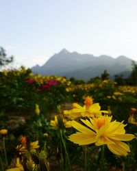 Close-up of yellow flowers blooming in field