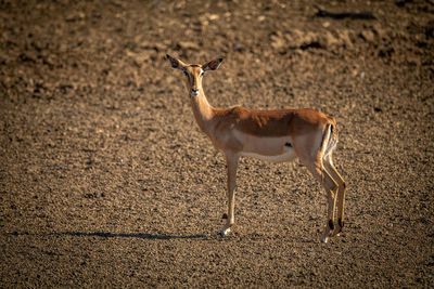 Female common impala standing in gravel pan