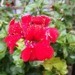 Close-up of wet red flower growing in park