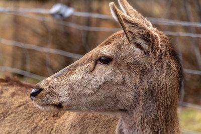 Close-up of a horse in zoo