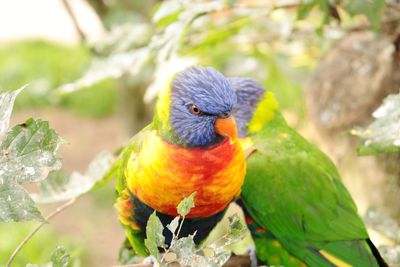 Close-up of parrot perching on branch