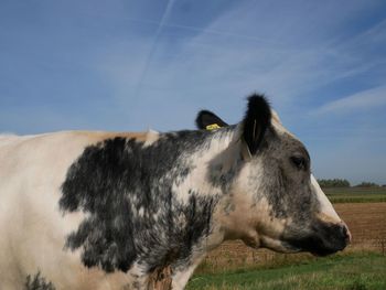 Side view of horse on field