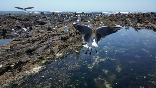 Gray heron flying over sea