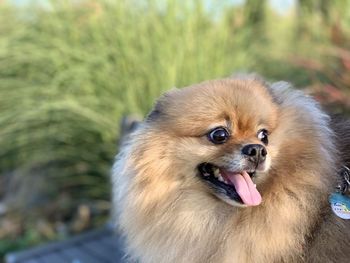 Close-up of a dog looking away