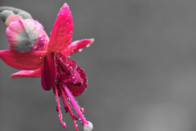 Macro shot of a pink fuchsia flower covered in dew droplets