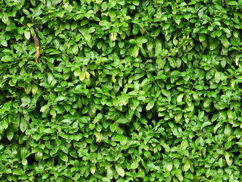 Full frame shot of ivy growing on land
