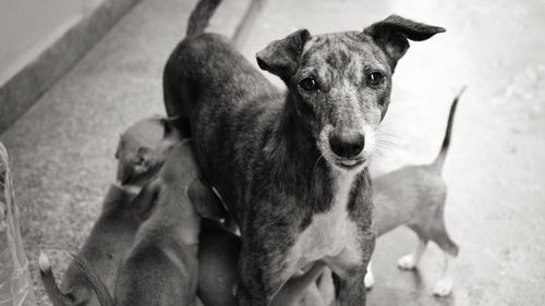 High angle view of dog