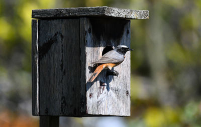 Close-up of bird perching on wooden post