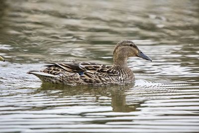 Side view of a duck in lake