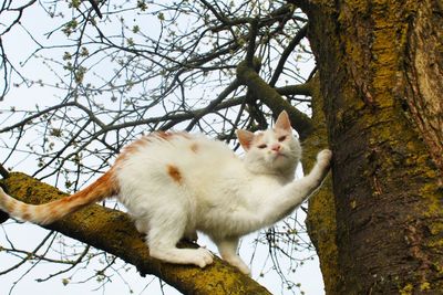 Low angle view of cat on tree