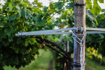 Close-up of barbed wire fence against trees