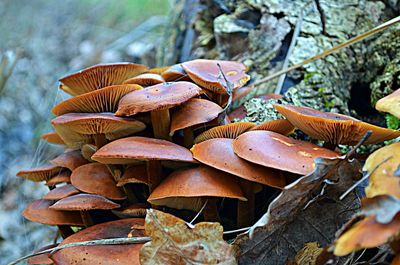 Close-up of fungus growing on tree trunk