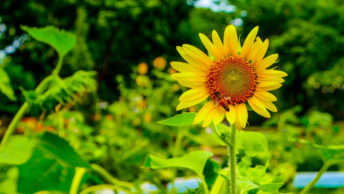 Close-up of yellow flowering plant