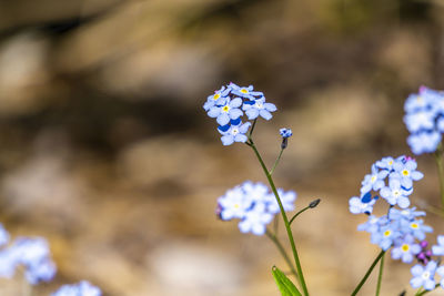 Close-up of blue flowers