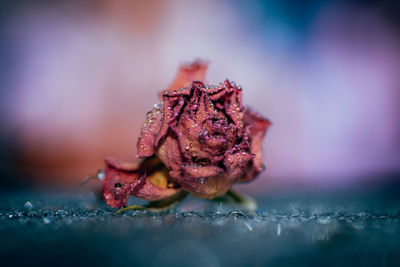 Close-up of wet wilted rose on floor