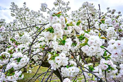 Cherry blossoms in spring