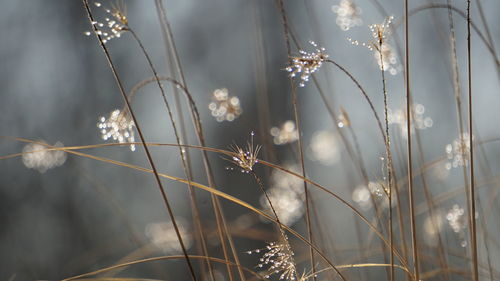 Close-up of plants against sky