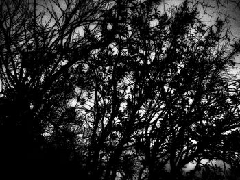 Low angle view of trees against sky