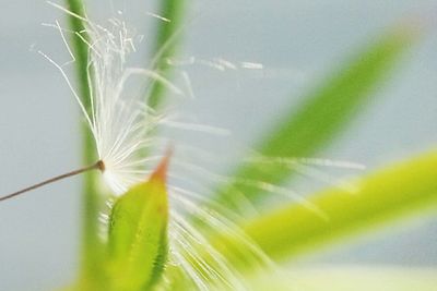 Close-up of plant growing on plant