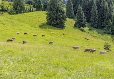 Flock of sheep grazing in grassy field