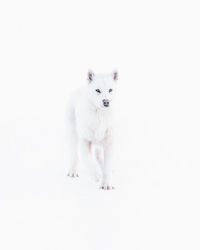 Portrait of white dog