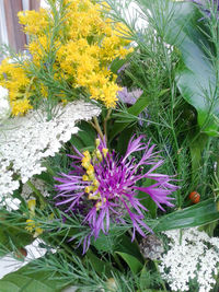 Close-up of purple flowers blooming outdoors