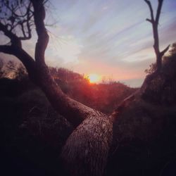 Trees against sky during sunset