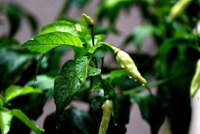 Close-up of fresh green leaves
