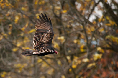 Close-up of bird flying in forest