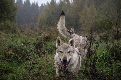 High angle view of wolf dog on forest field