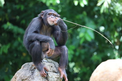 Chimp posing like us 