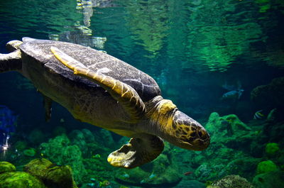 Sea turtle swimming in sea