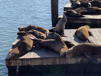 High angle view of sheep on pier at lake